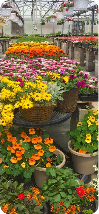 Colorful greenhouse flowers