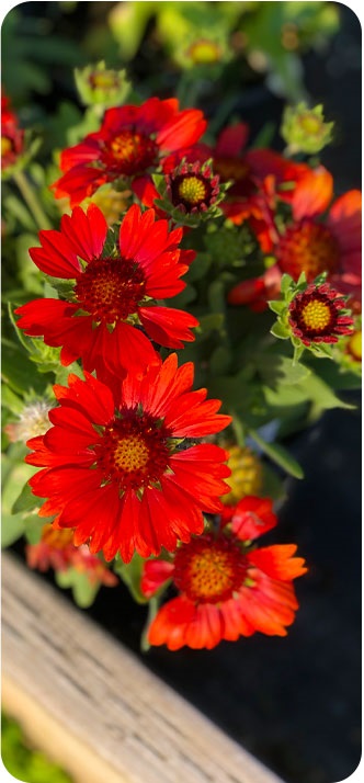 Red flowers closeup